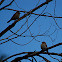 House Finches