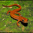 Fauna and Flora of Froghaven Farm
