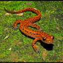 Cave Salamander