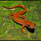 Cave Salamander