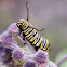 Monarch Caterpillar