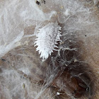 spider and mealy bug destroyer