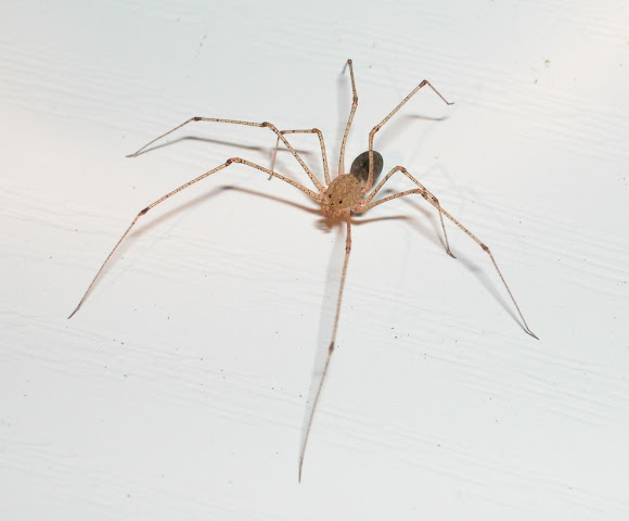 Spotting Image 1