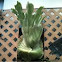 Platycerium grande