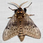 Megalopygine Moth