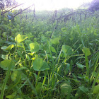 greenzen37