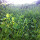 greenzen37