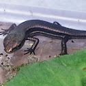Common Garden Skink