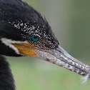 Neotropic Cormorant