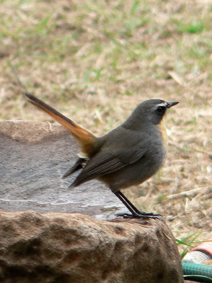 Spotting Image 1