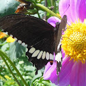 Common Mormon