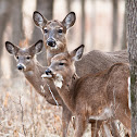 White-tailed Deer