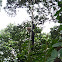White-headed capuchin,mono cara blanca