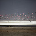 Lesser Flamingo