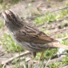 Lincoln's Sparrow