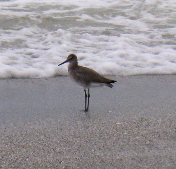 Spotting Image 1