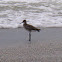 Willet