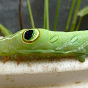 Hawk Moth Caterpillar