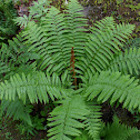 Cinnamon Fern