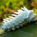 Atlas moth caterpillar