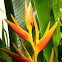 parrot's beak heliconia