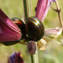 Rosemary Beetle