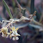 Sinai Milkweed