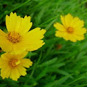 Wildflowers