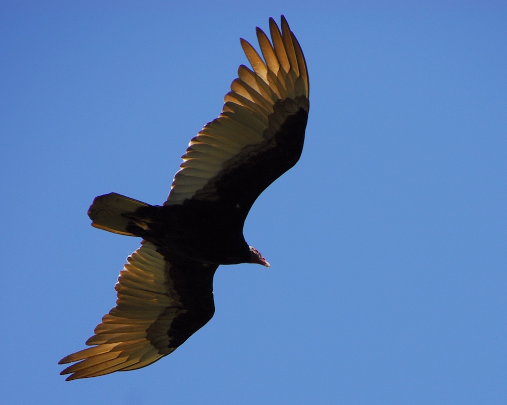 Turkey Vulture