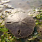 Keyhole Sand Dollar