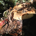 Field Mushroom