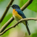 Mangrove Blue Flycatcher