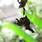Caterpillar
