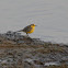 Citrine Wagtail