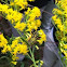 Locust borer