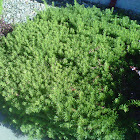 English yew