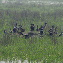 Spot-billed Duck