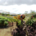 Dragonfly