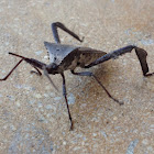 Leaf-footed bug