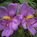 Malabar Melastone