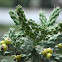 Cholla