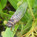 Salt Marsh Cicada