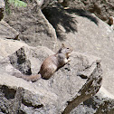 California Ground Squirrel