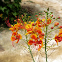 Red Bird of Paradise