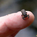 Cane Toadlet