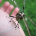 Great Blue Skimmer (Female)