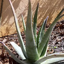 Aloe vera 