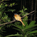 Madagascar paradise fly catcher