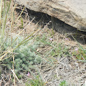Prairie Rattlesnake