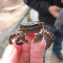 Asian Shore Crab
